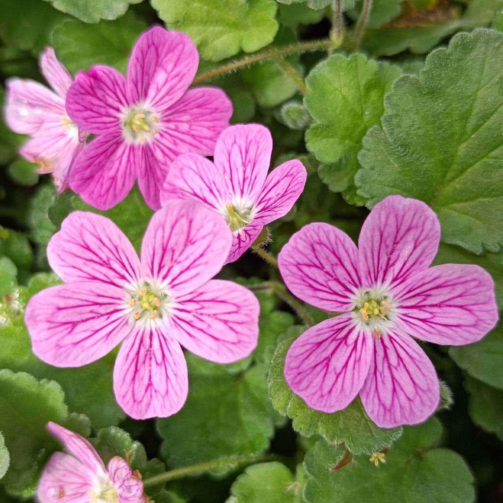 Erodium variabile Bishop's Form