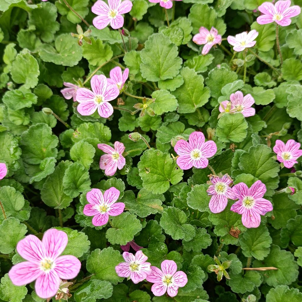 Erodium variabile Bishop's Form