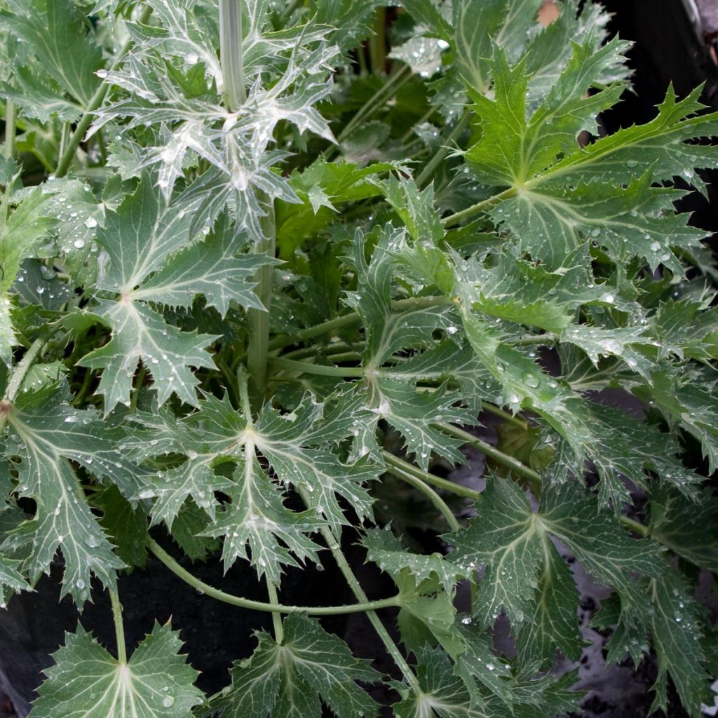 Eryngium zabelii Jos Eijking - Garten-Mannstreu