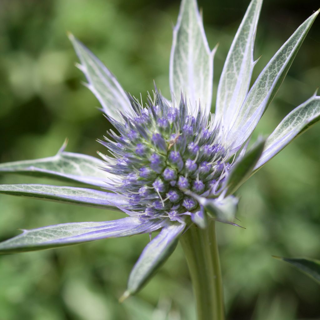 Eryngium zabelii Jos Eijking - Garten-Mannstreu