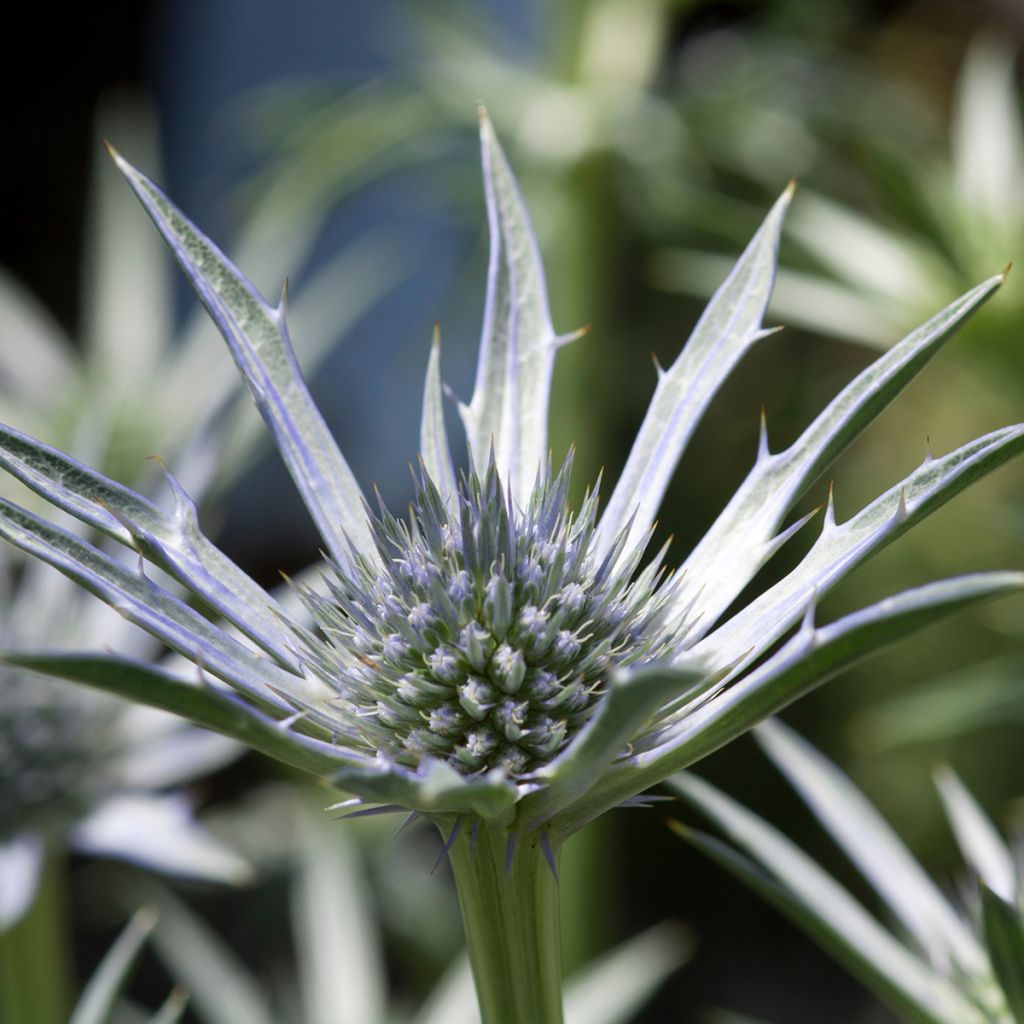 Eryngium zabelii Jos Eijking - Garten-Mannstreu