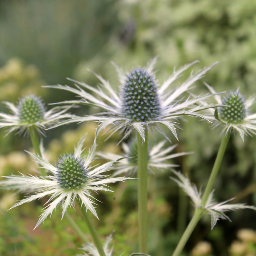 Eryngium zabelii Jos Eijking - Garten-Mannstreu