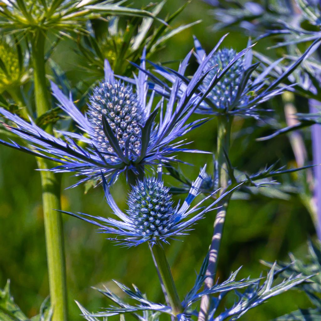 Eryngium maritimum Lapis Blue - Strand-Mannstreu