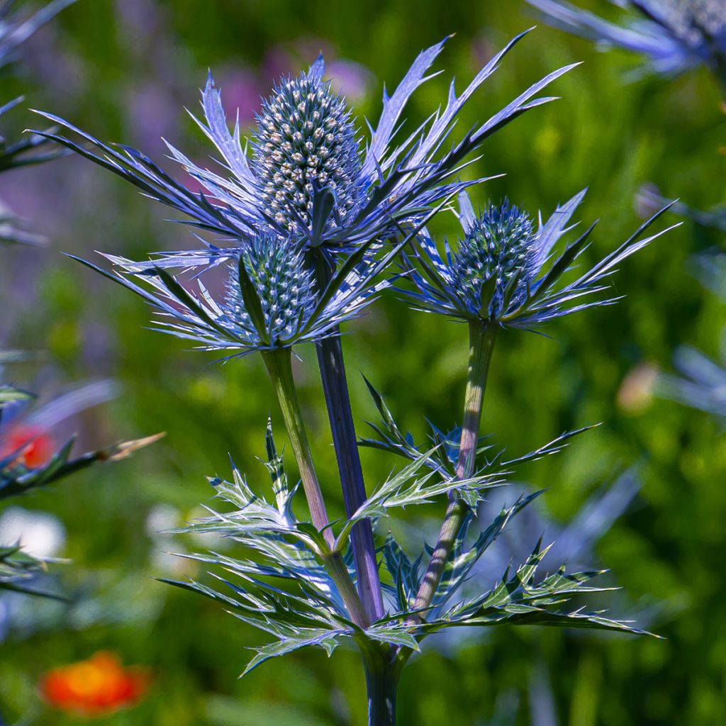 Eryngium Lapis Blue - Panicaut maritime