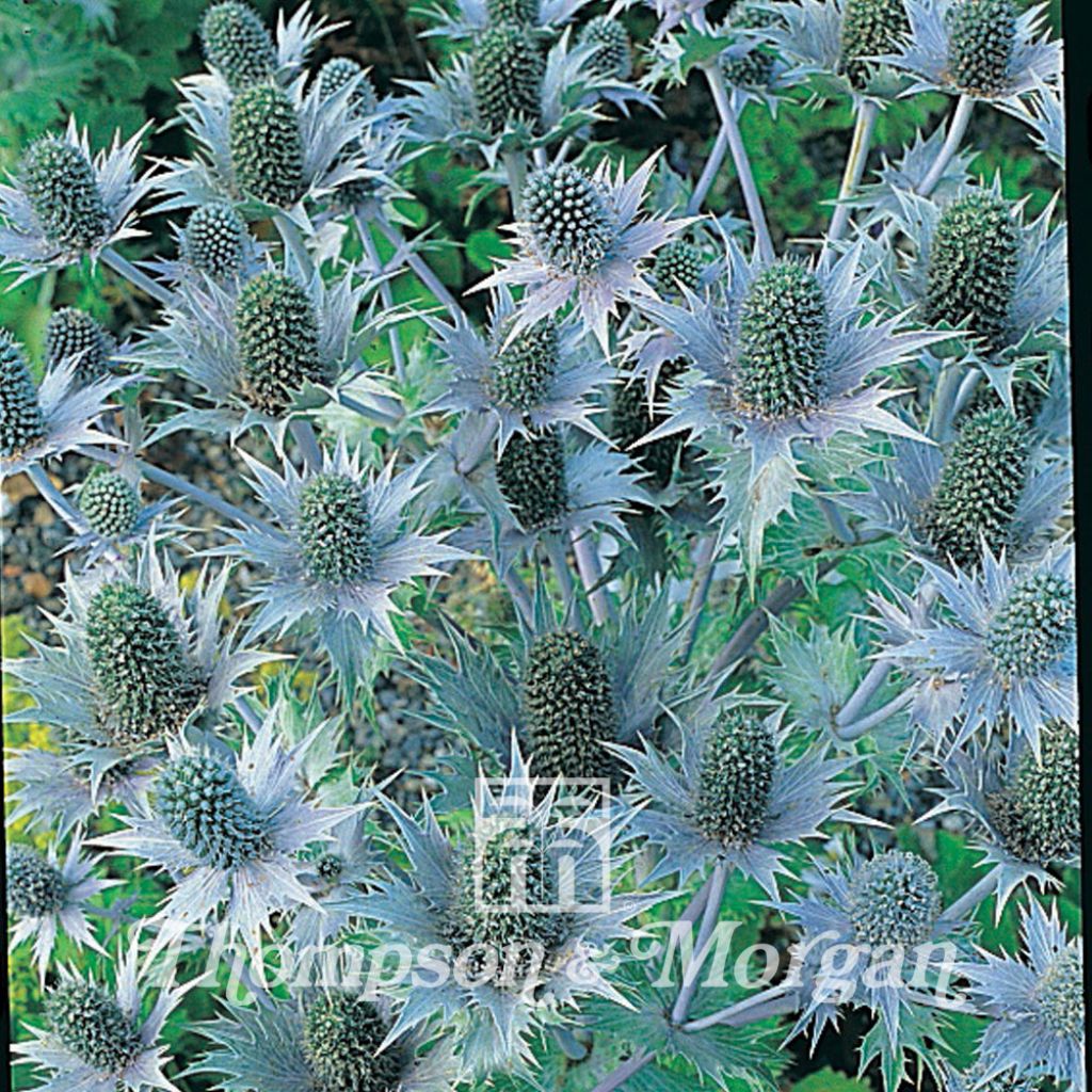 Eryngium giganteum Miss Willmotts Ghost (Samen) - Elfenbeindistel