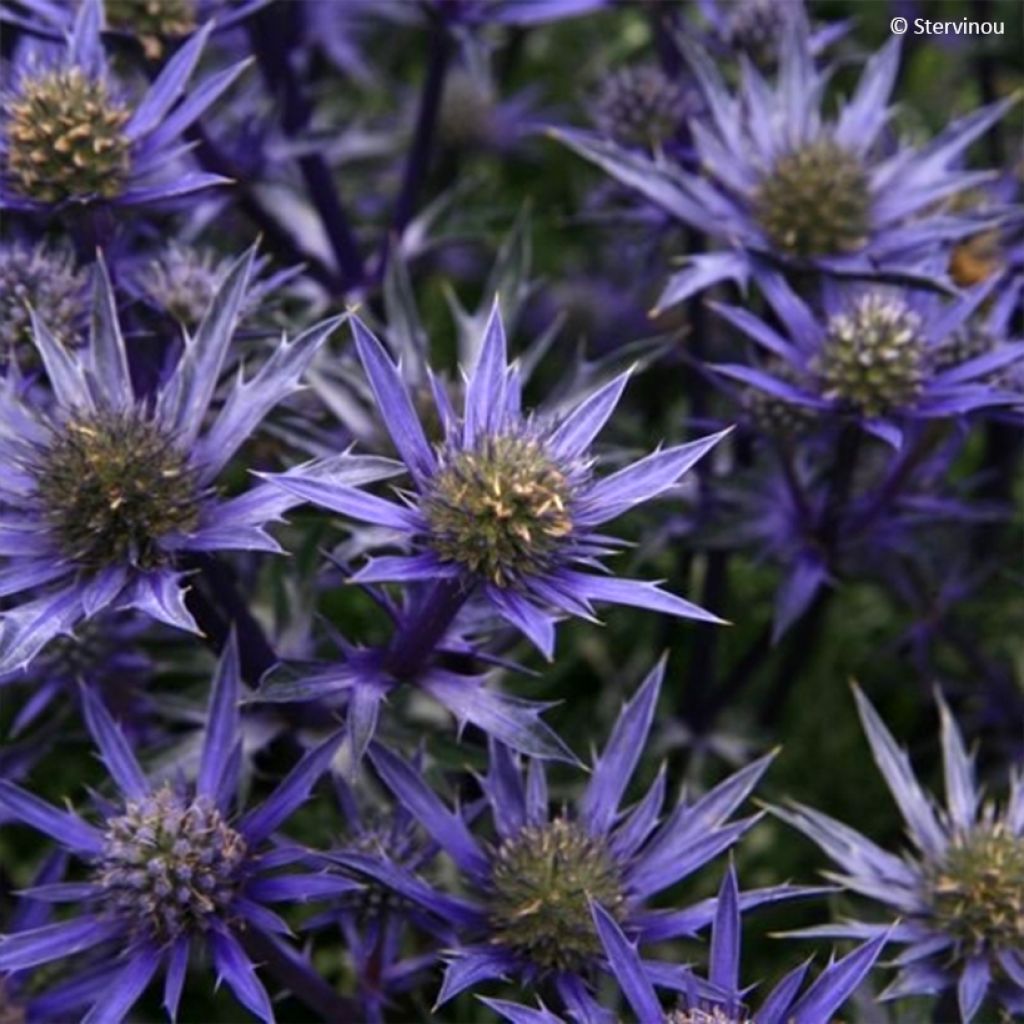 Eryngium bourgatii Pico's Amethyst - Pyrenäen-Mannstreu