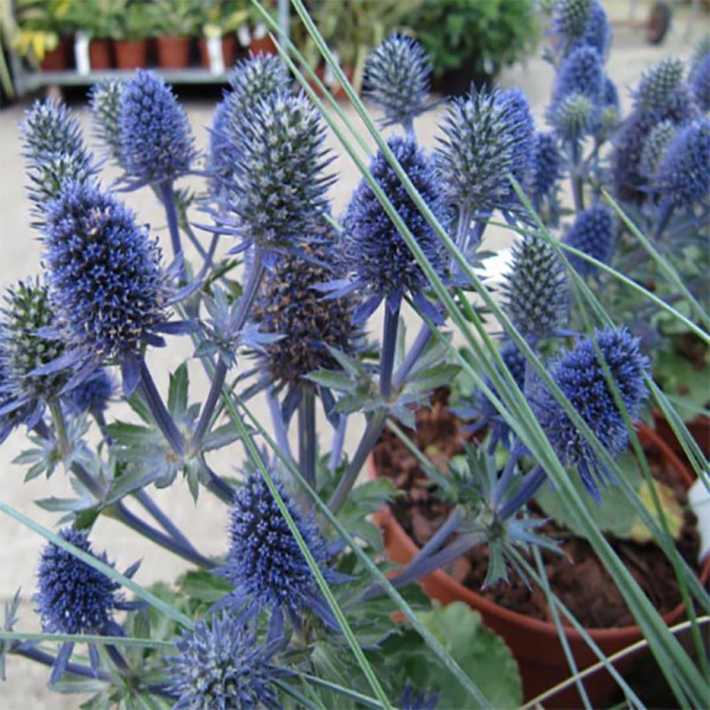 Eryngium planum Tiny Jackpot - Flachblättrige Mannstreu