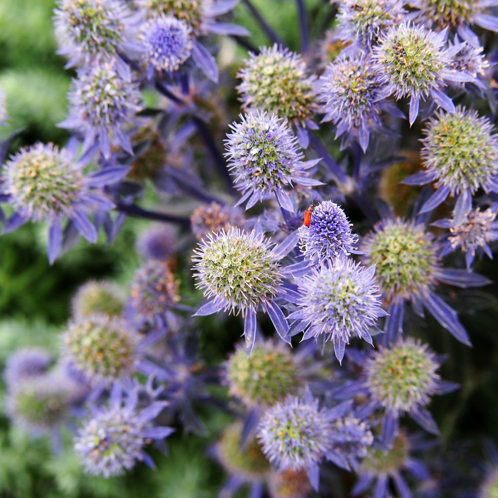 Eryngium planum Tiny Jackpot - Flachblättrige Mannstreu