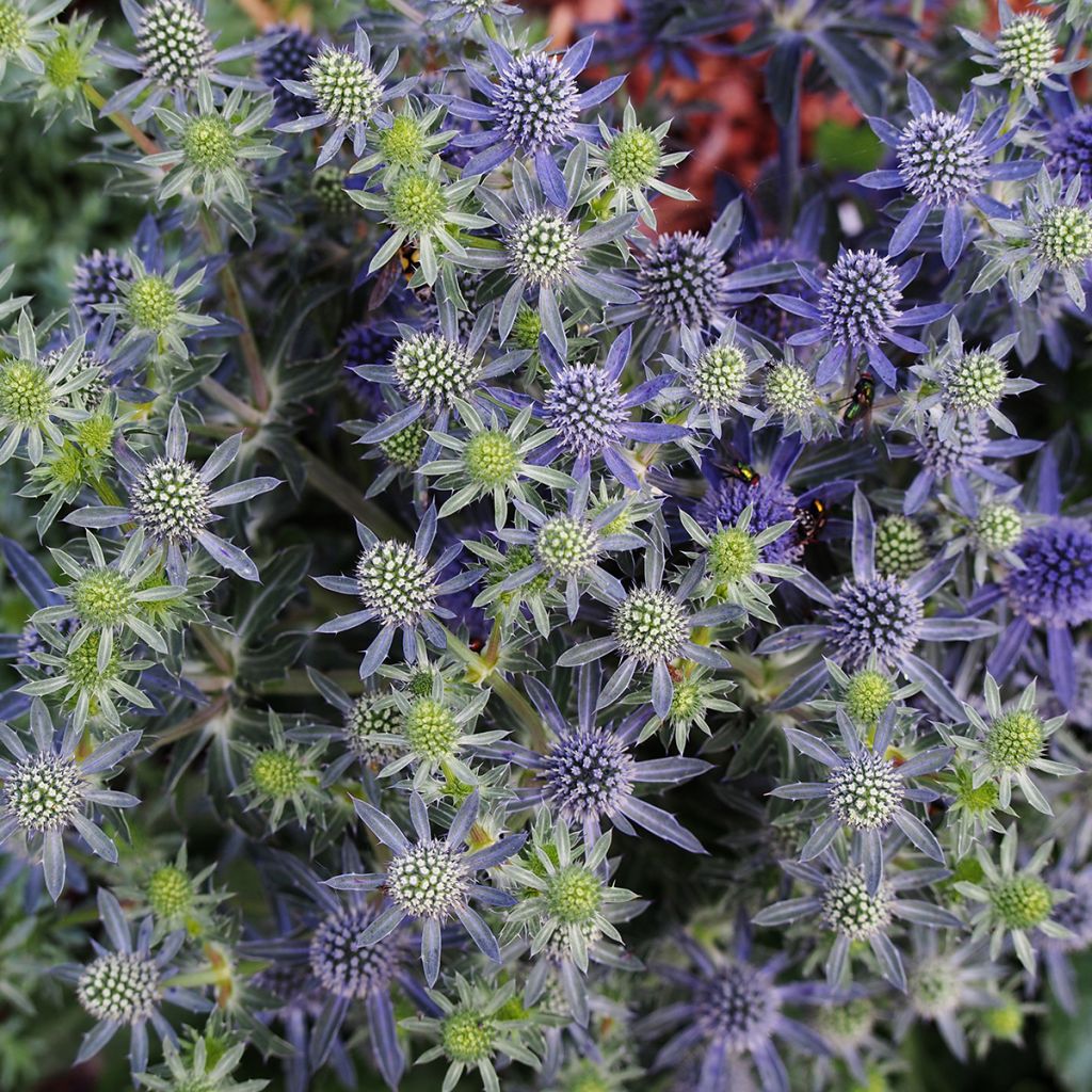 Eryngium planum Tiny Jackpot - Flachblättrige Mannstreu