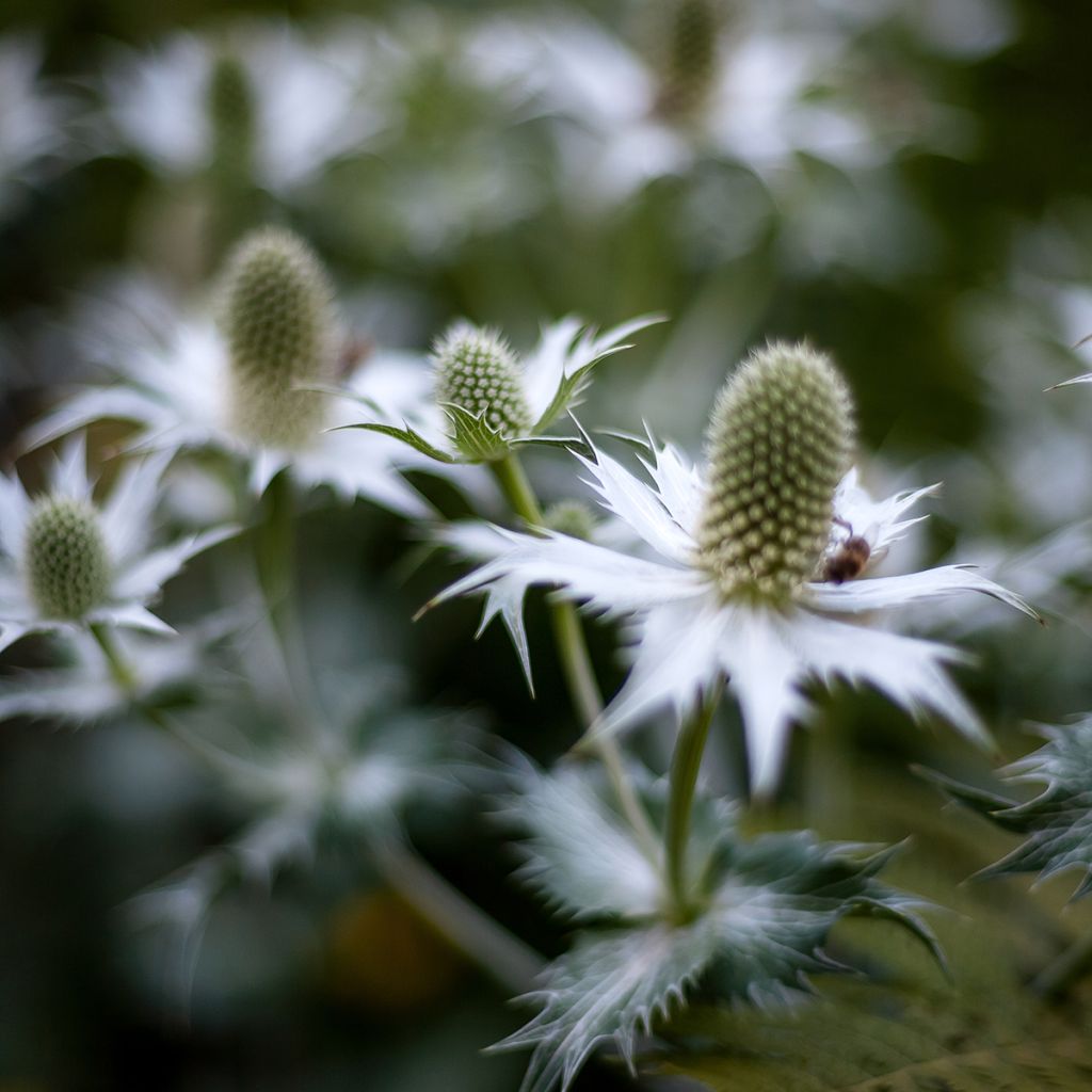 Eryngium agavifolium - Agavenblättrige Mannstreu