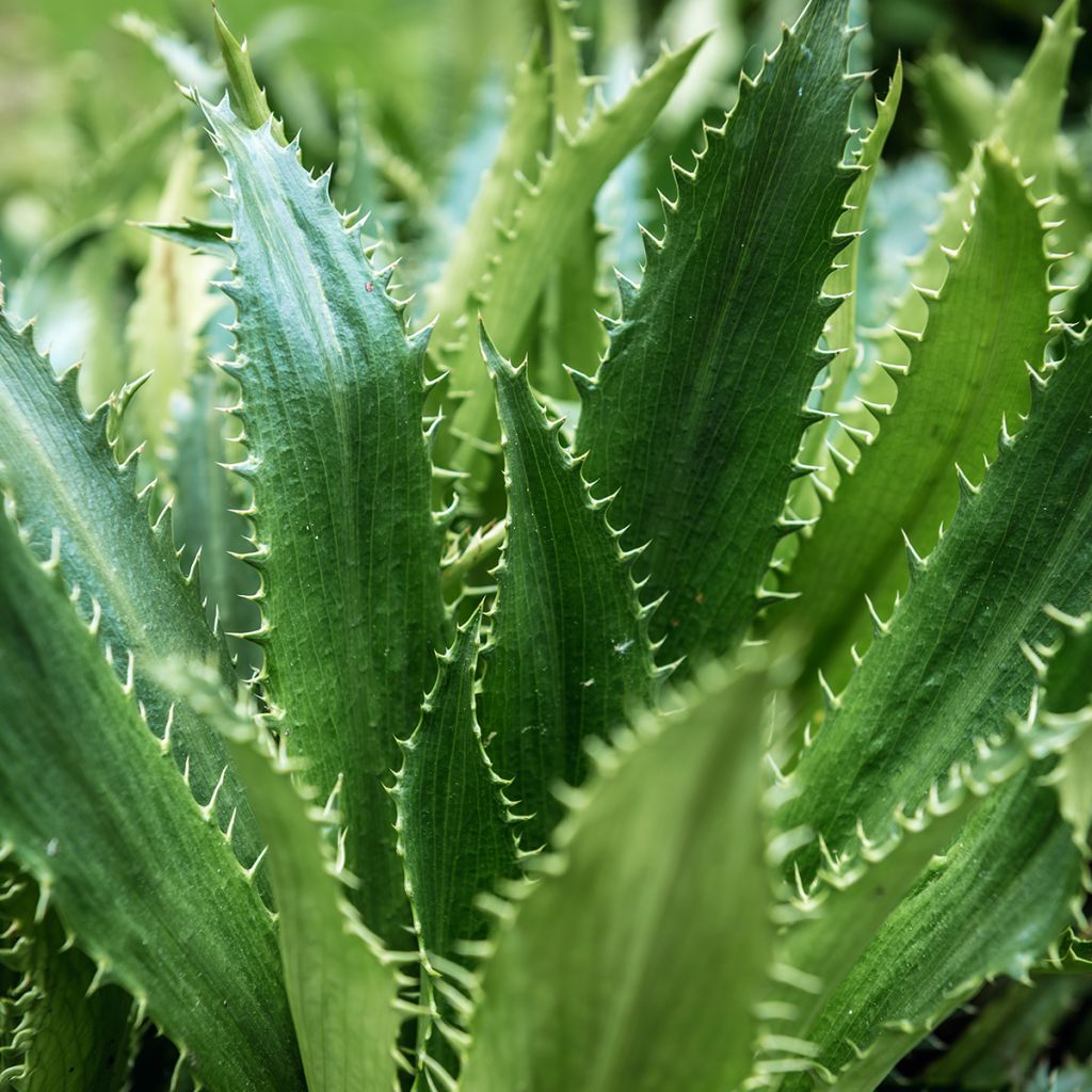 Eryngium agavifolium - Agavenblättrige Mannstreu