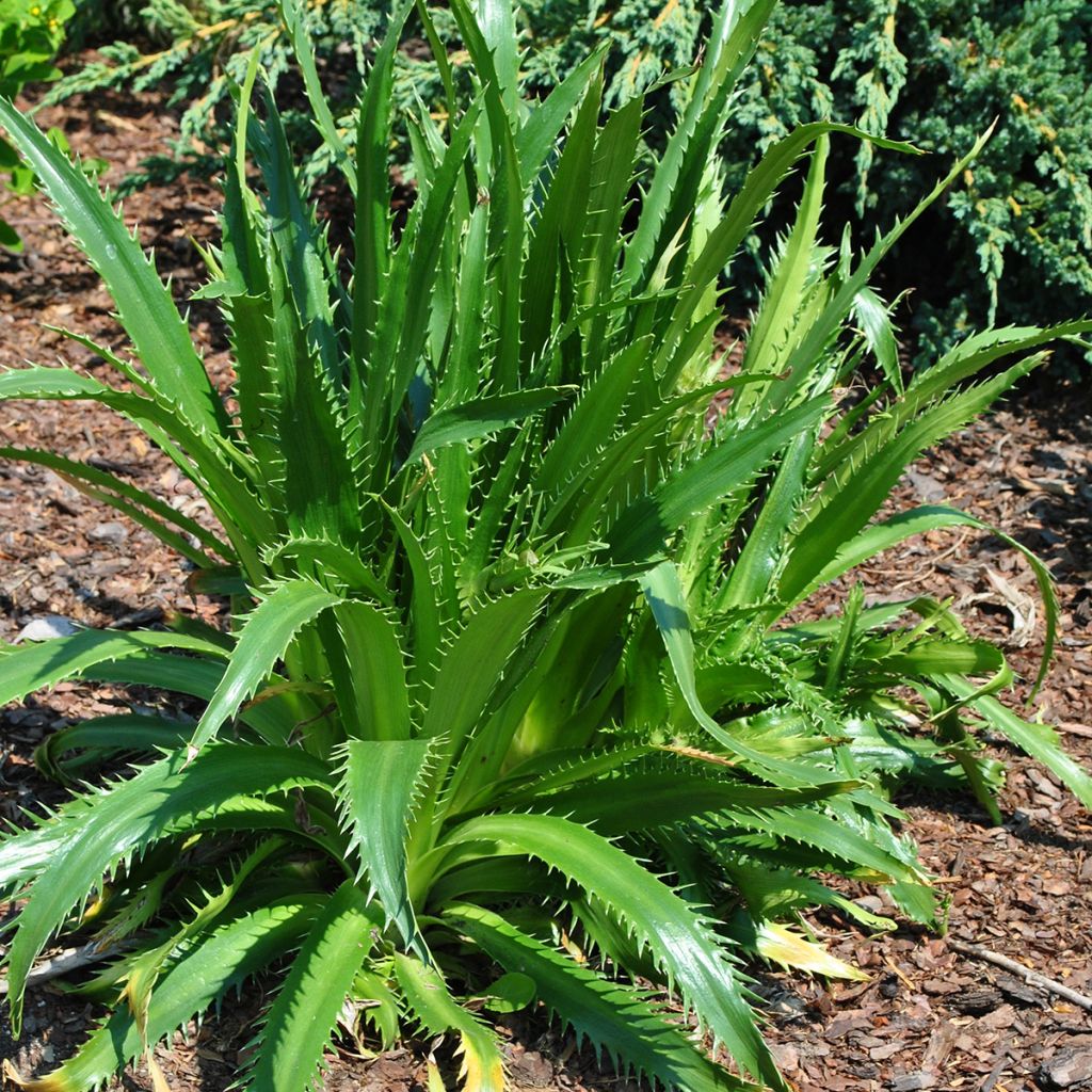 Eryngium agavifolium - Agavenblättrige Mannstreu