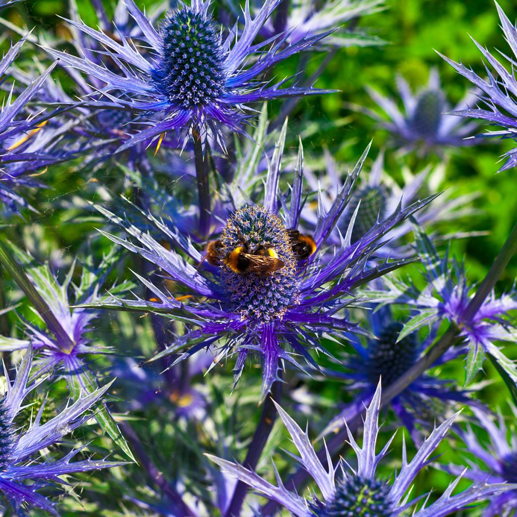 Eryngium alpinum Blue Star - Alpen-Mannstreu