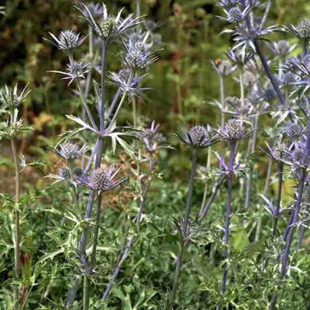 Eryngium bourgatii - Pyrenäen-Mannstreu