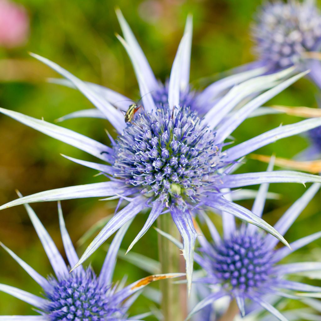 Eryngium bourgatii - Pyrenäen-Mannstreu