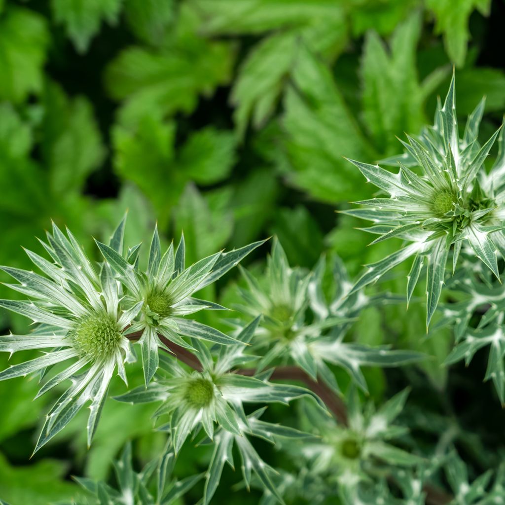 Eryngium bourgatii - Pyrenäen-Mannstreu