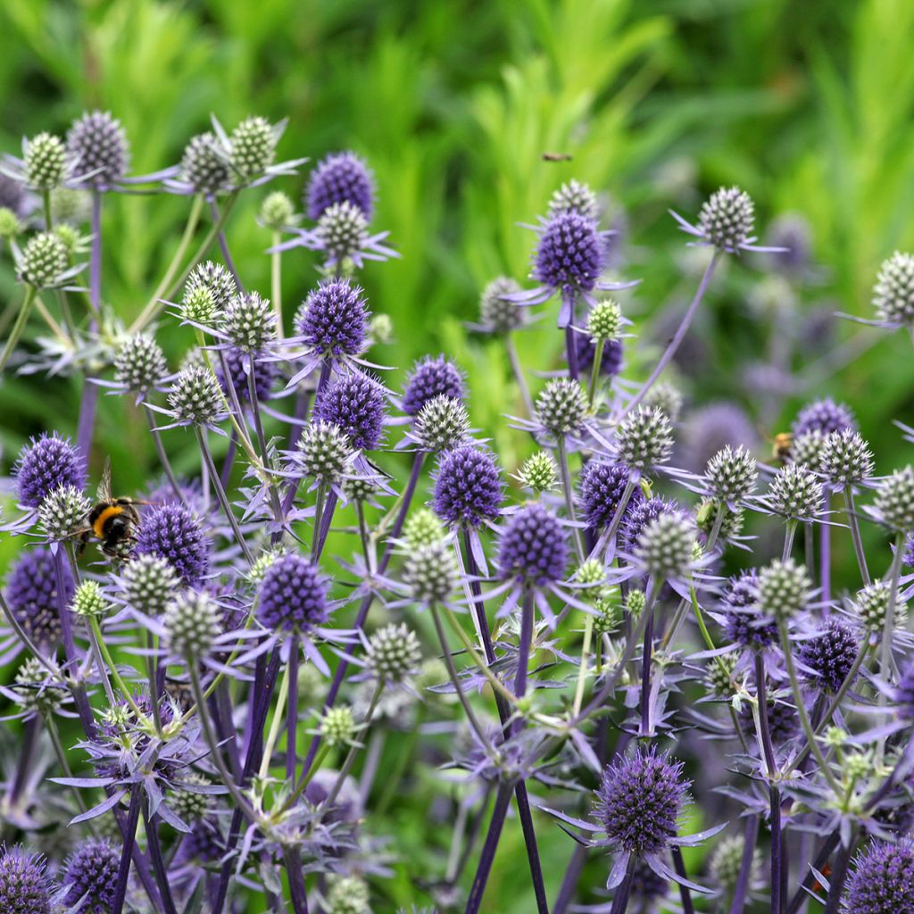 Eryngium bourgatii - Pyrenäen-Mannstreu