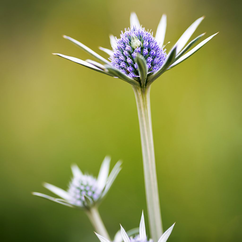 Eryngium bourgatii - Pyrenäen-Mannstreu