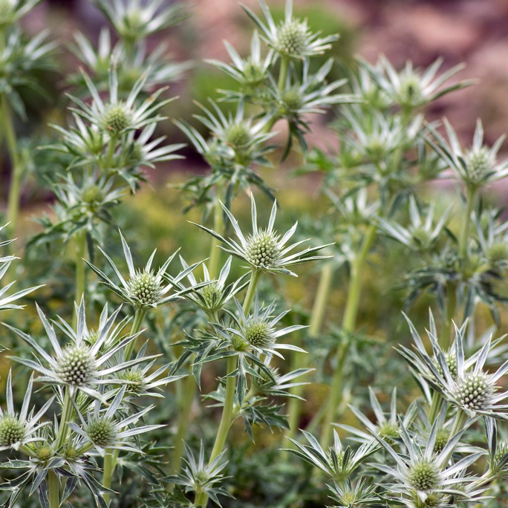 Eryngium bourgatii - Pyrenäen-Mannstreu