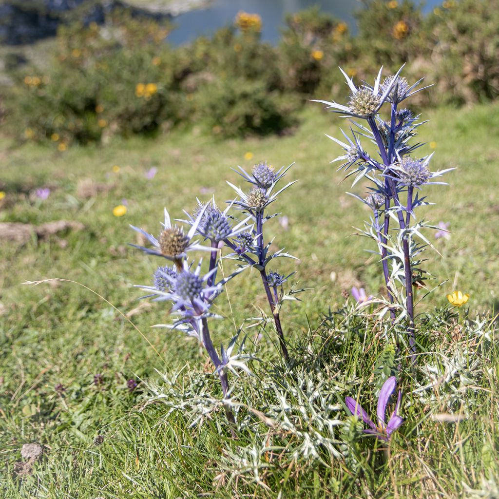 Eryngium bourgatii - Pyrenäen-Mannstreu