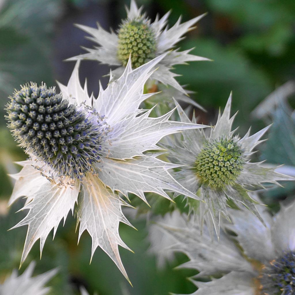 Eryngium giganteum - Elfenbeindistel