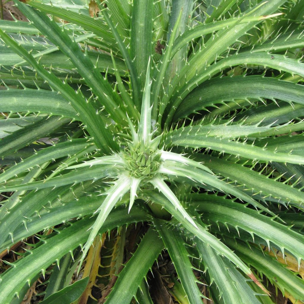 Eryngium horridum - Mannstreu