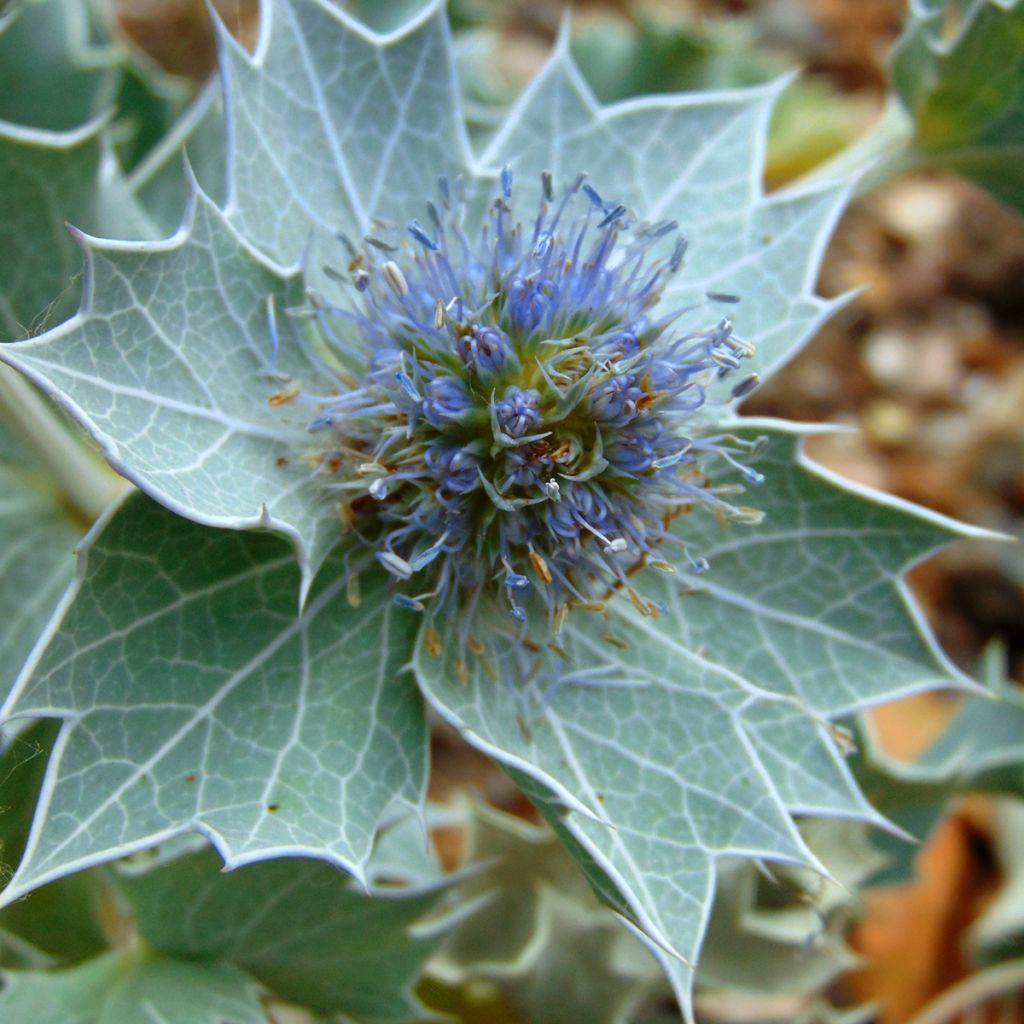 Eryngium maritimum - Panicaut maritime