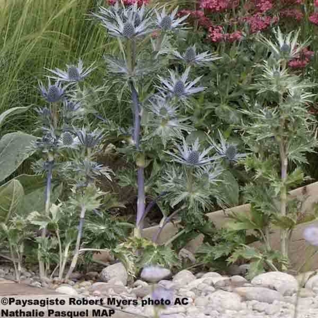 Eryngium oliverianum - Oliva Mannstreu