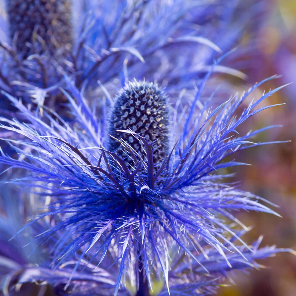 Eryngium oliverianum - Oliva Mannstreu