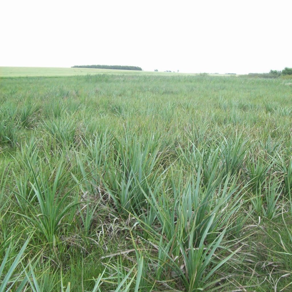 Eryngium pandanifolium - Mannstreu