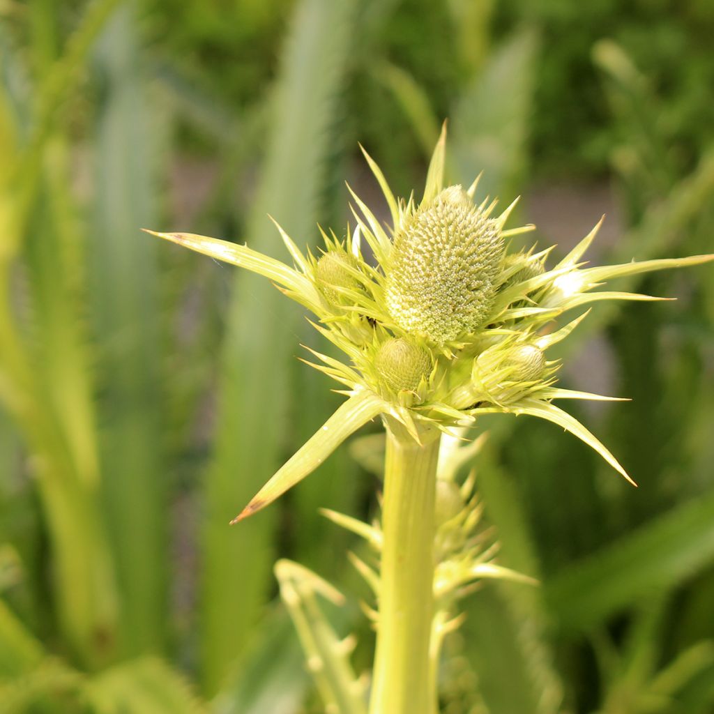 Eryngium pandanifolium - Mannstreu