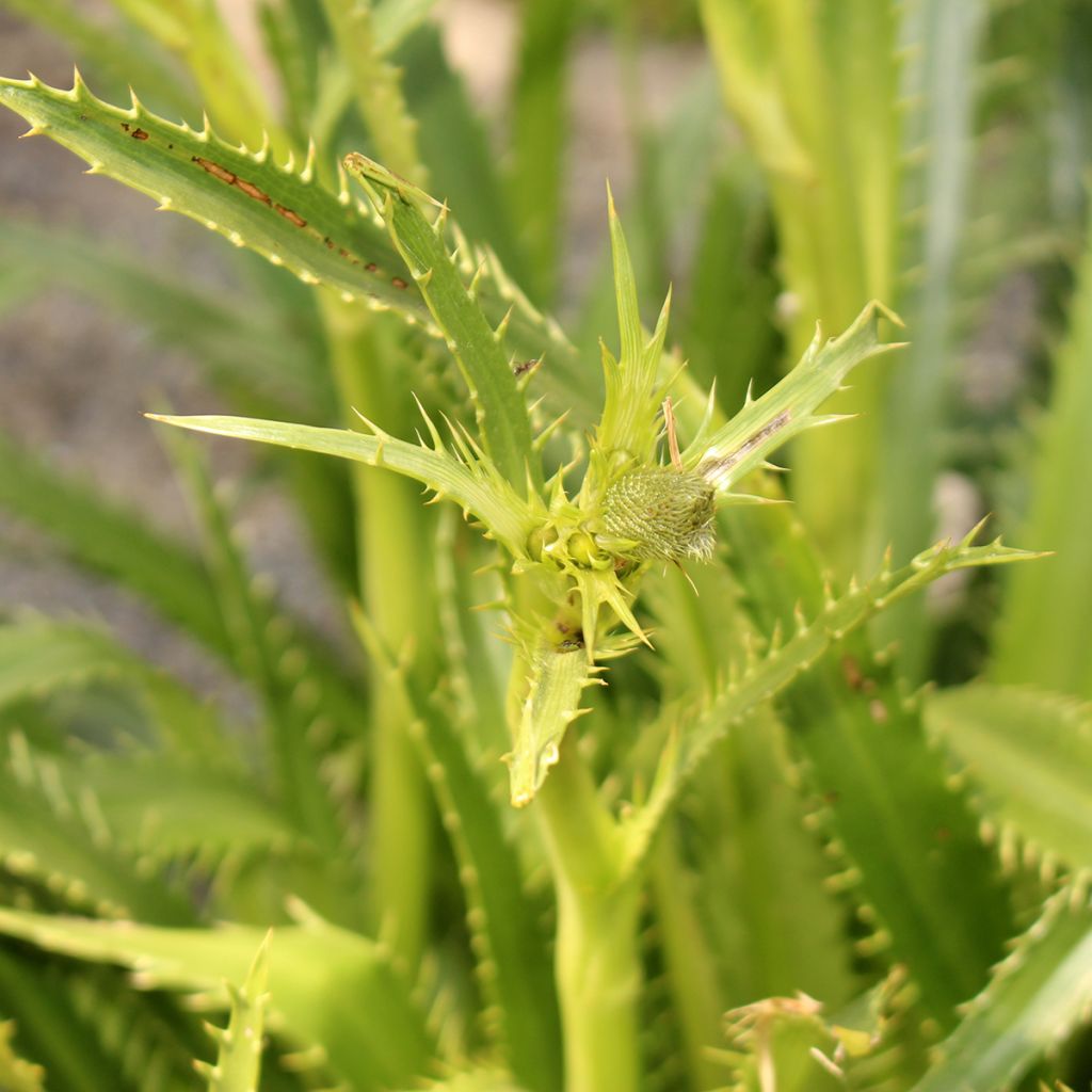 Eryngium pandanifolium - Mannstreu