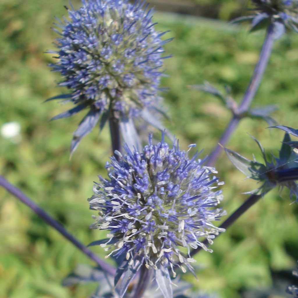 Eryngium planum Blauer Zwerg - Panicaut à feuilles planes