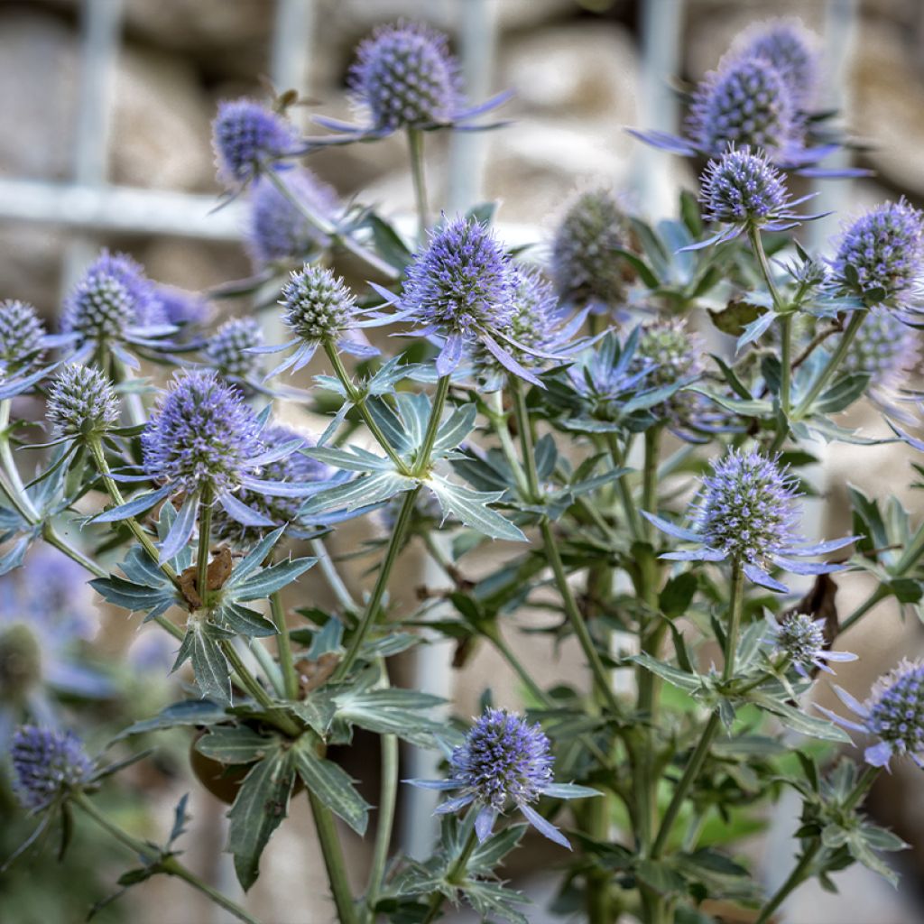 Eryngium planum Blauer Zwerg - Flachblättrige Mannstreu