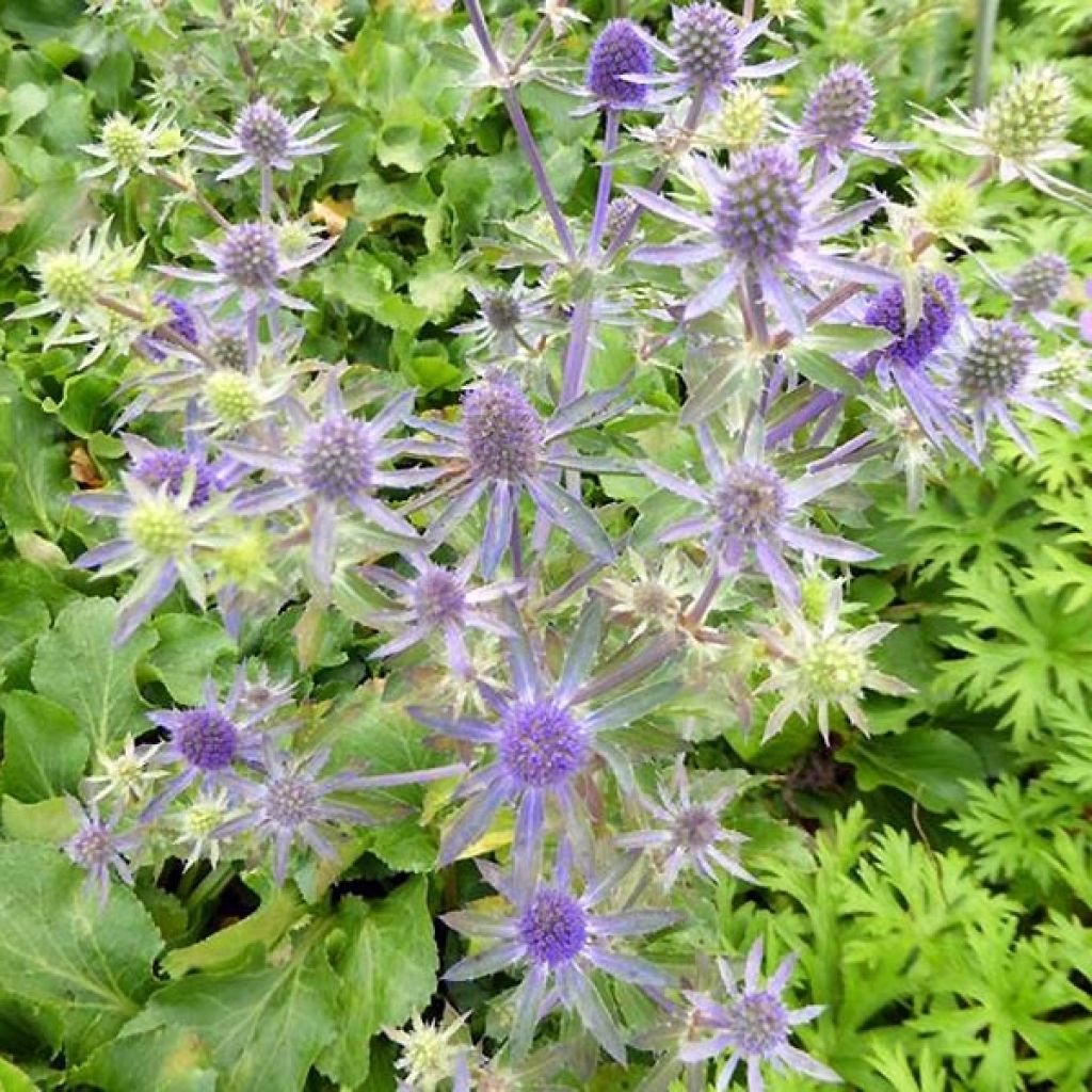 Eryngium planum Blue Hobbit - Flachblättrige Mannstreu