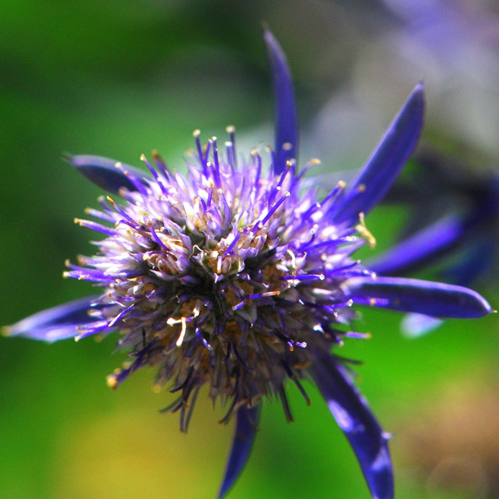 Eryngium planum Jade Frost - Flachblättrige Mannstreu