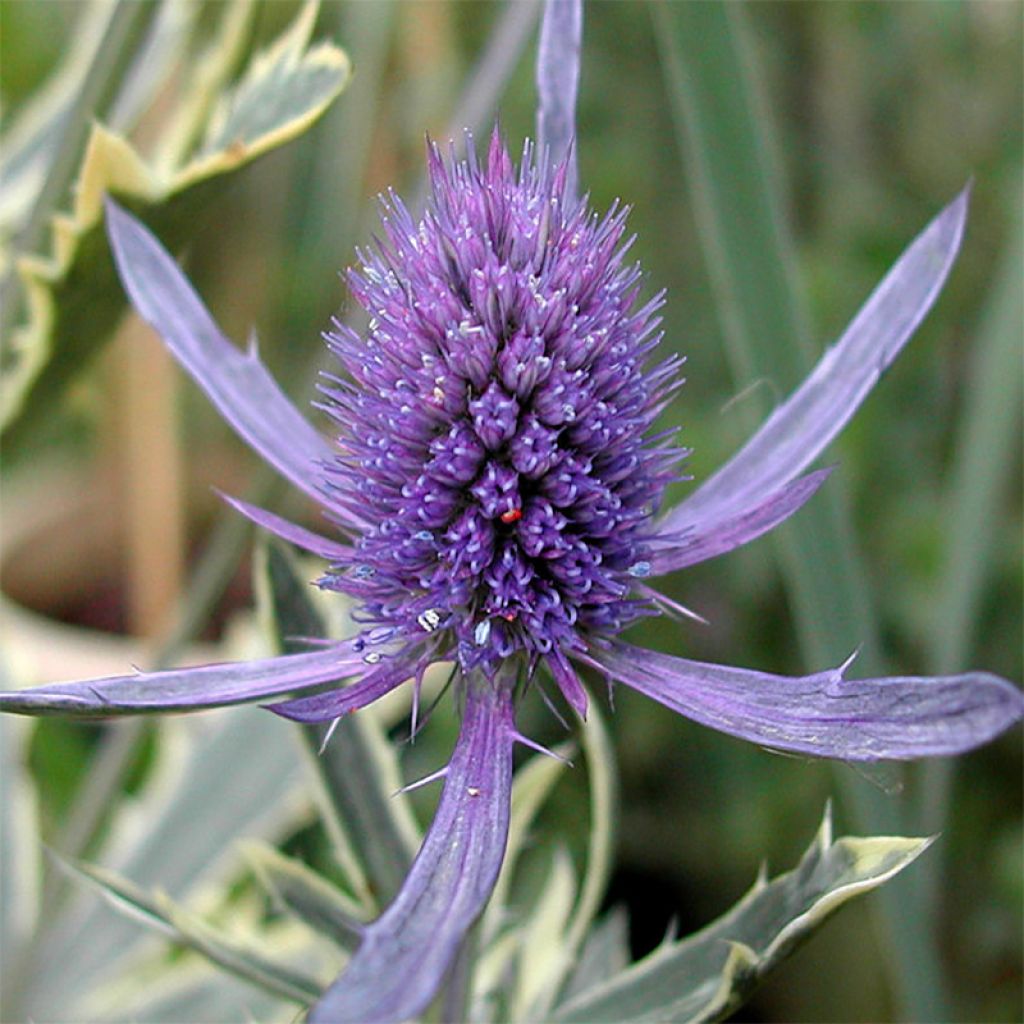 Eryngium planum Jade Frost - Panicaut à feuilles planes panachées