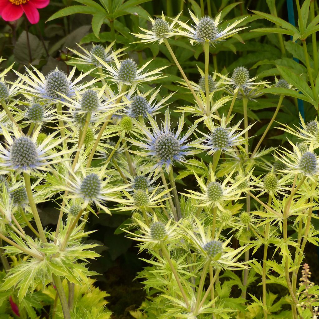 Eryngium planum Neptune's Gold - Flachblättrige Mannstreu