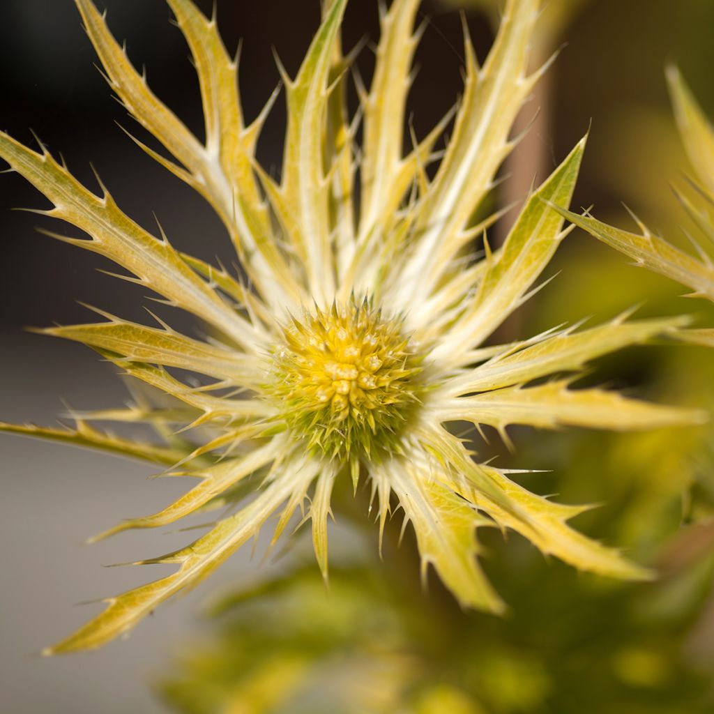 Eryngium planum Neptune's Gold - Flachblättrige Mannstreu