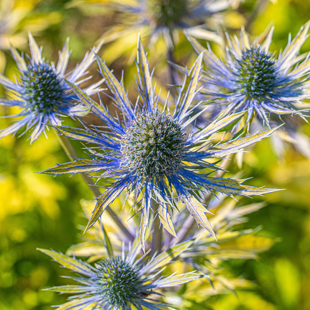 Eryngium planum Neptune's Gold - Flachblättrige Mannstreu