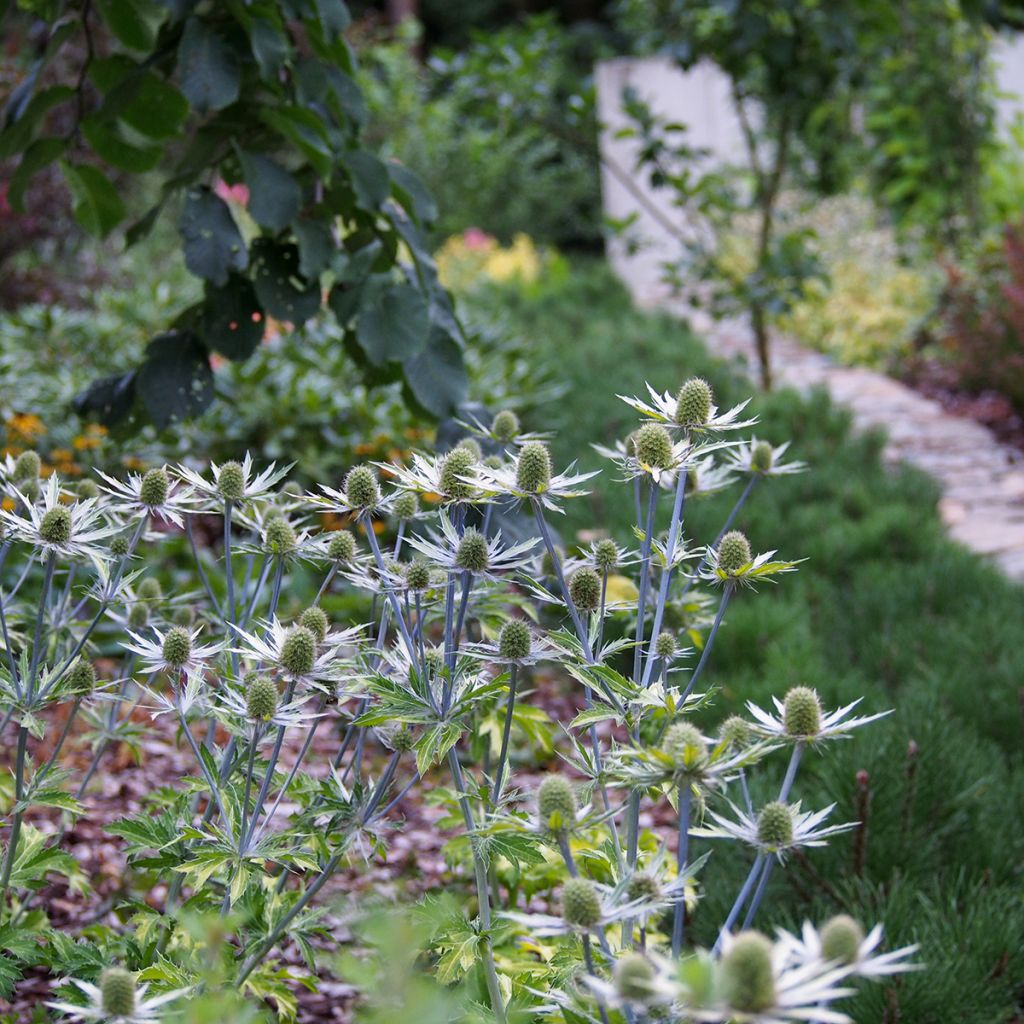 Eryngium planum Neptune's Gold - Flachblättrige Mannstreu