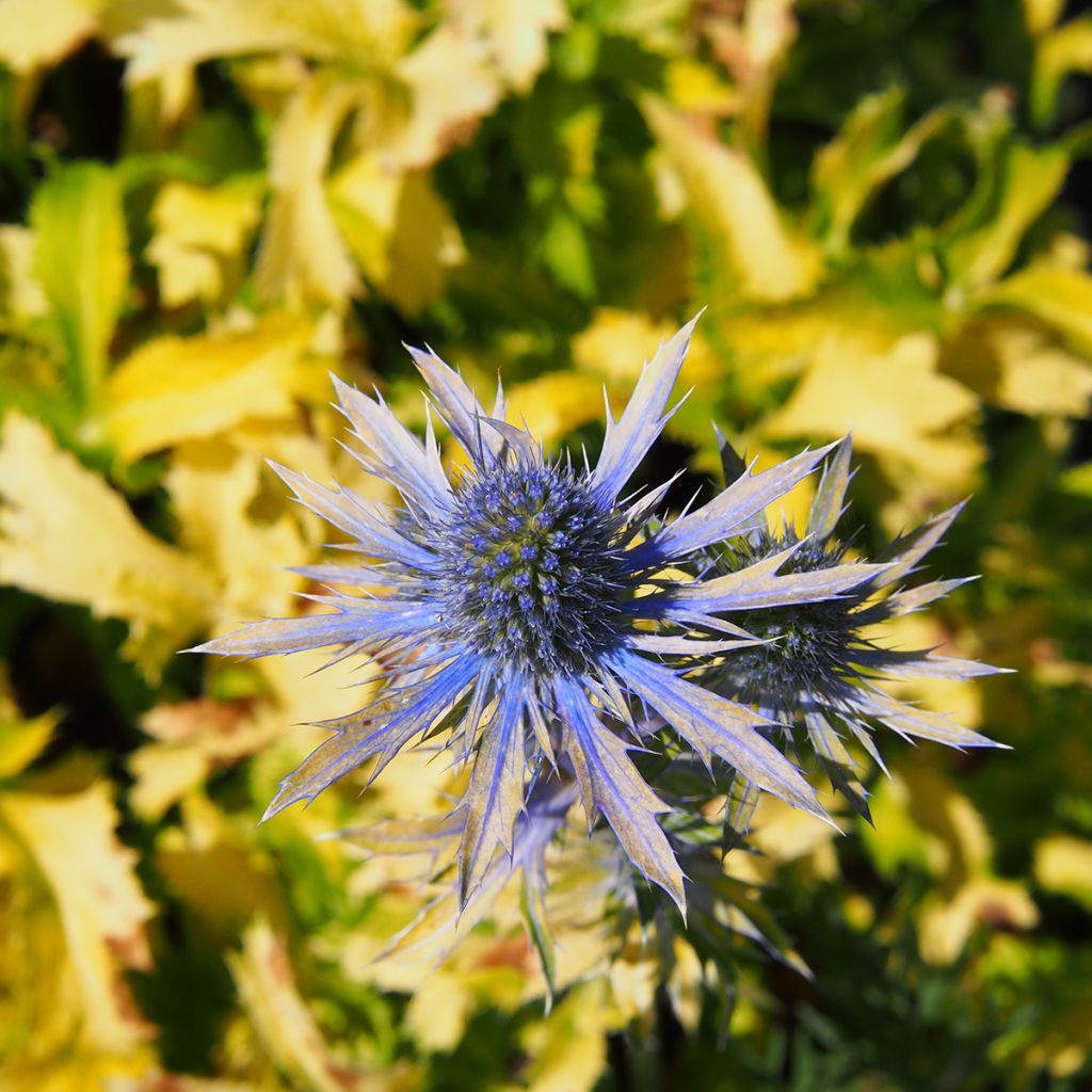 Eryngium planum Neptune's Gold - Flachblättrige Mannstreu