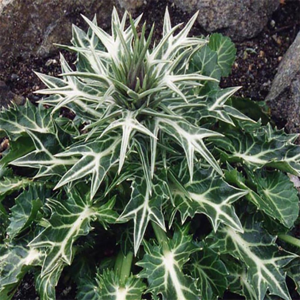 Eryngium variifolium - Atlas-Mannstreu