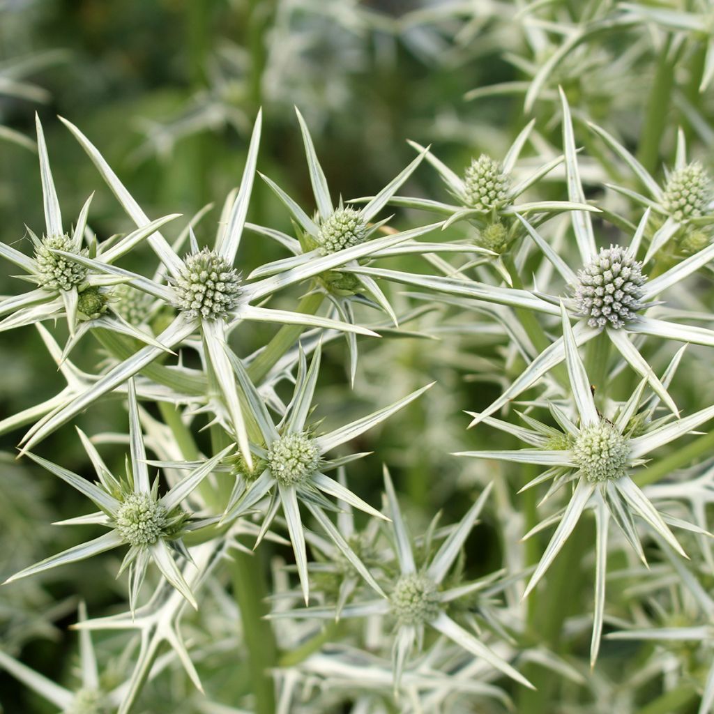 Eryngium variifolium - Atlas-Mannstreu