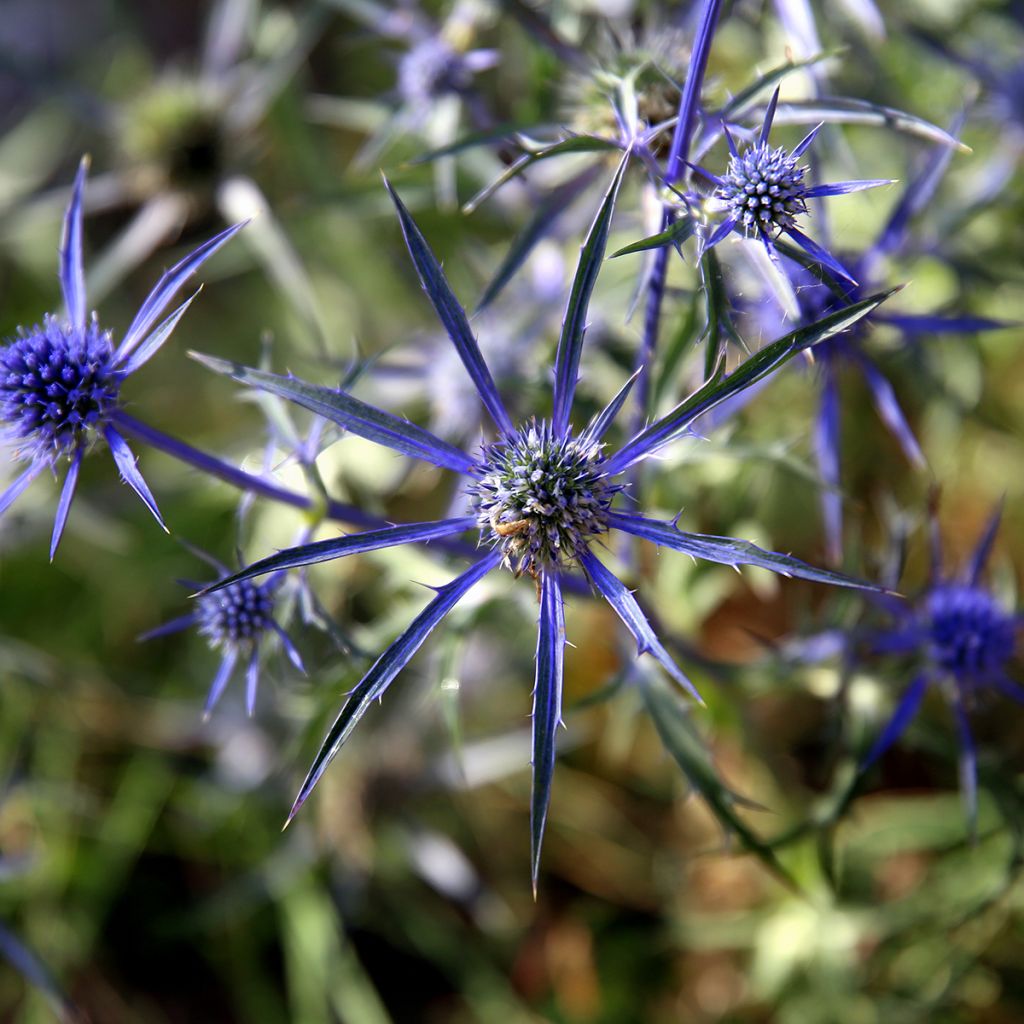 Eryngium variifolium - Atlas-Mannstreu