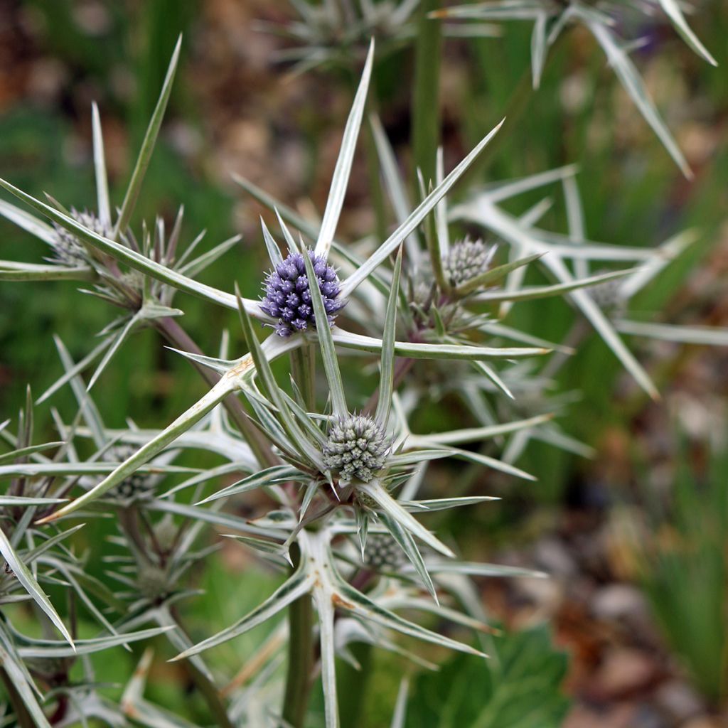 Eryngium variifolium - Atlas-Mannstreu