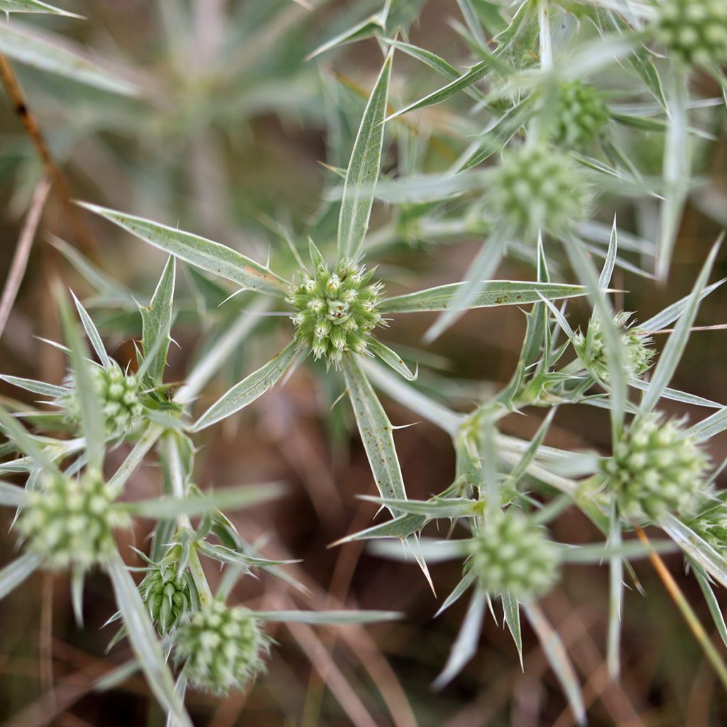 Eryngium variifolium - Atlas-Mannstreu