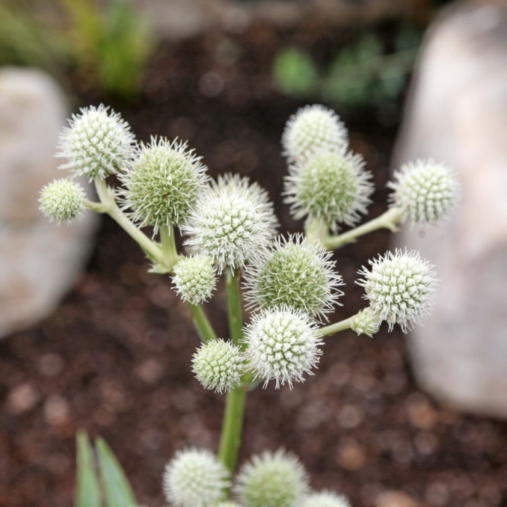 Eryngium yuccifolium - Palmlilien-Mannstreu