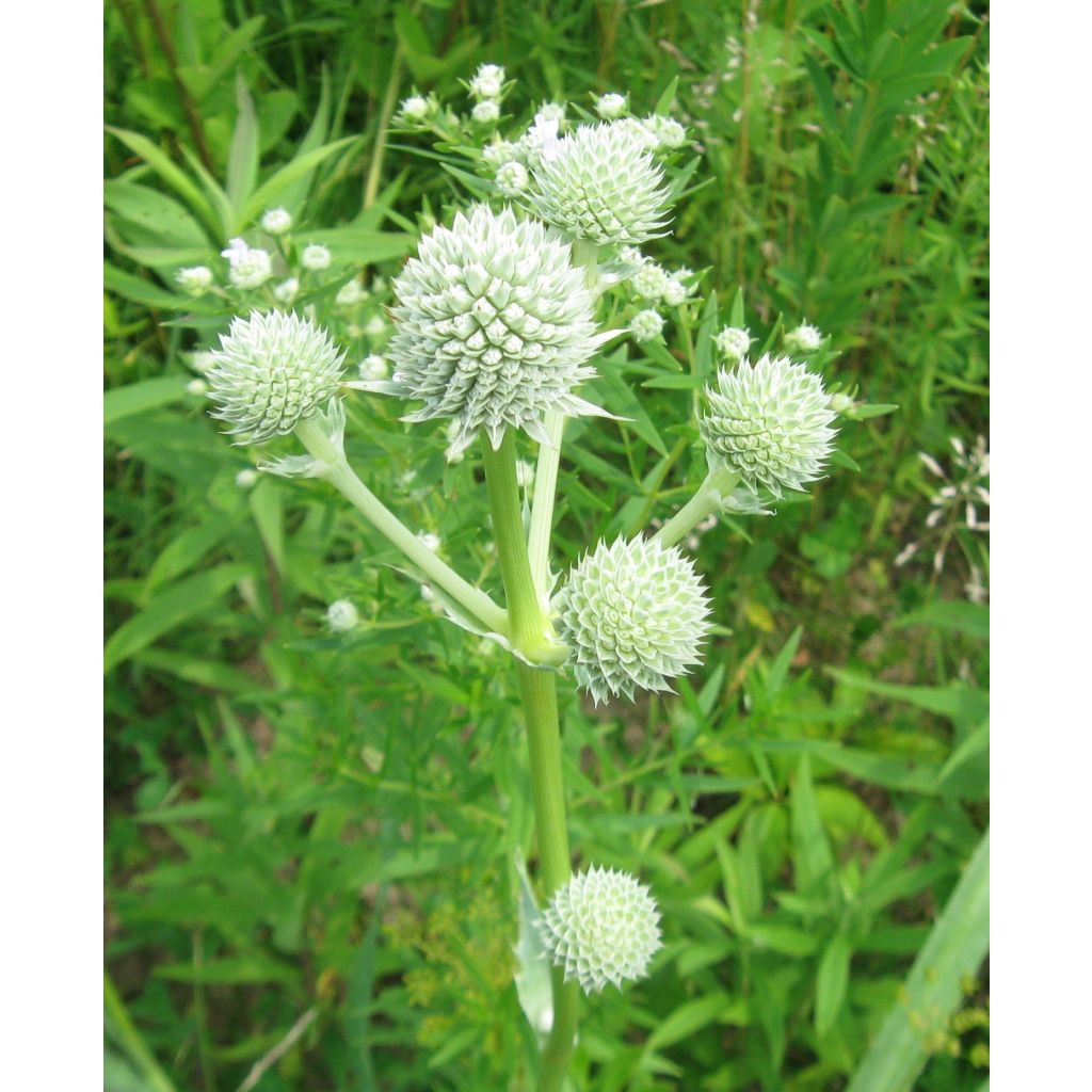 Eryngium yuccifolium, Panicaut