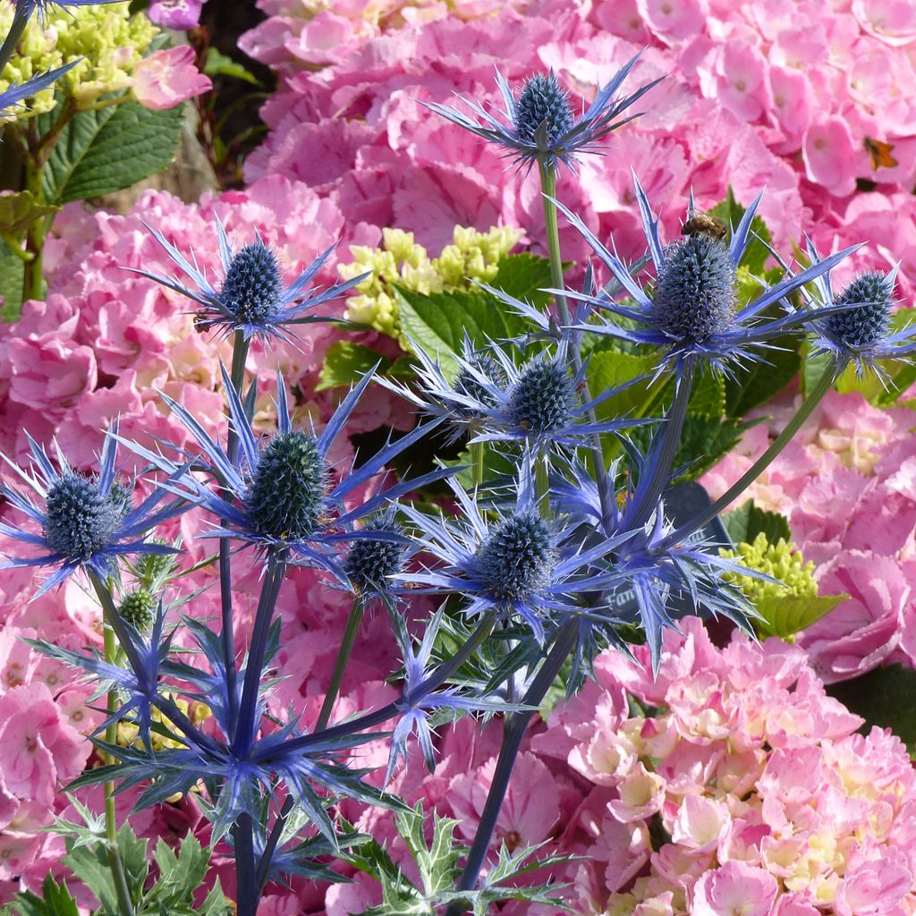 Eryngium zabelii Big Blue - Garten-Mannstreu